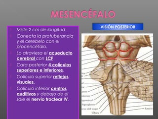 VISIÓN POSTERIOR
   Mide 2 cm de longitud
   Conecta la protuberancia
    y el cerebelo con el
    procencéfalo.
   Lo atraviesa el acueducto
    cerebral con LCF
   Cara posterior 4 colículos
    superiores e inferiores.
   Colículo superior reflejos
    visuales.
   Colículo inferior centros
    auditivos y debajo de el
    sale el nervio troclear IV.
 