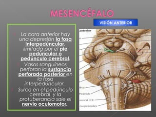 VISIÓN ANTERIOR

         La cara anterior hay
         una depresión la fosa
             interpedúncular,
           limitada por el pie
               pedúncular o
          pedúnculo cerebral.
         Vasos sanguíneos
         perforan la sustancia
         perforada posterior en
                  la fosa
            interpedúncular.
       Surco en el pedúnculo
               cerebral y la
         protuberancia sale el
          nervio oculomotor.
 