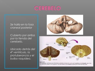    Se halla en la fosa
    craneal posterior

   Cubierto por arriba
    por la tienda del
    cerebelo.

   Ubicado detrás del
    4º ventrículo, la
    protuberancia y el
    bulbo raquídeo.
 