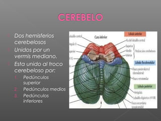    Dos hemisferios
    cerebelosos
   Unidos por un
    vermis mediano.
   Esta unido al troco
    cerebeloso por:
    1.   Pedúnculos
         superior
    2.   Pedúnculos medios
    3.   Pedúnculos
         inferiores
 
