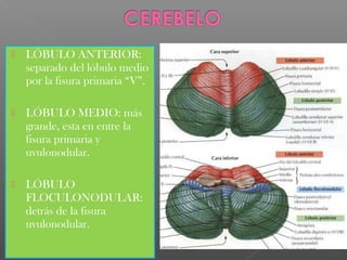    LÓBULO ANTERIOR:
    separado del lóbulo medio
    por la fisura primaria “V”.

   LÓBULO MEDIO: más
    grande, esta en entre la
    fisura primaria y
    uvulonodular.

   LÓBULO
    FLOCULONODULAR:
    detrás de la fisura
    uvulonodular.
 