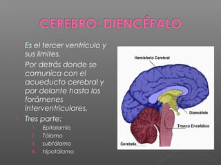    Es el tercer ventrículo y
    sus limites.
   Por detrás donde se
    comunica con el
    acueducto cerebral y
    por delante hasta los
    forámenes
    interventriculares.
   Tres parte:
      1.   Epitalamio
      2.   Tálamo
      3.   subtálamo
      4.   hipotálamo
 