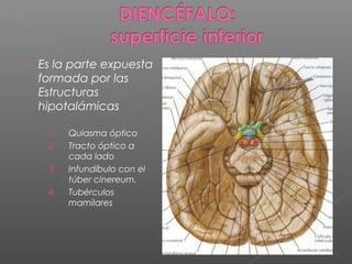    Es la parte expuesta
    formada por las
    Estructuras
    hipotalámicas

     1.   Quiasma óptico
     2.   Tracto óptico a
          cada lado
     3.   Infundíbulo con el
          túber cinereum.
     4.   Tubérculos
          mamilares
 