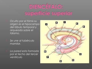    Oculto por el fórnix su
    origen es el hipocampo
    del lóbulo temporal y
    arqueada sobre el
    tálamo.

   Se une al tubérculo
    mamilar.

   La pared esta formada
    por el techo del tercer
    ventrículo
 