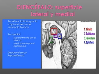    La lateral limitada por la
    capsula interna de
    sustancia blanca.

   La medial:
    1.   Superiormente por el
         tálamo
    2.   Inferiormente por el
         hipotálamo

   Separa el surco
    hipotalámico
 