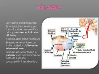    La > parte del diencéfalo.
   Es la estación celular para
    todos los sistemas sensitivos
    principales (excepto la vía
    olfatoria).
   A cada lado del 3 ventrículo
   Extremo anterior forma el
    limite posterior del foramen
    interventricular.
   Extremo posterior forma el
    pulvinar esta por encima del
    colículo superior.
   La conexión intertálamica
 