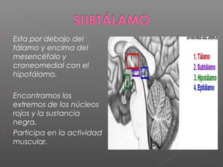    Esta por debajo del
    tálamo y encima del
    mesencéfalo y
    craneomedial con el
    hipotálamo.

   Encontramos los
    extremos de los núcleos
    rojos y la sustancia
    negra.
   Participa en la actividad
    muscular.
 