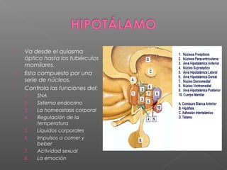    Va desde el quiasma
    óptico hasta los tubérculos
    mamilares.
   Esta compuesto por una
    serie de núcleos.
   Controla las funciones del:
    1.   SNA
    2.   Sistema endocrino
    3.   La homeostasis corporal
    4.   Regulación de la
         temperatura
    5.   Líquidos corporales
    6.   Impulsos a comer y
         beber
    7.   Actividad sexual
    8.   La emoción
 