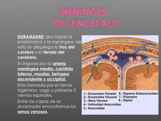    DURAMADRE: dos capas la
    endóstatica y la meníngea, de
    esta se despliega la hoz del
    cerebro y la tienda del
    cerebelo.
   Es irrigada por la arteria
    meníngea media, carótida
    interna, maxilar, faríngea
    ascendente y occipital.
   Esta inervada por el nervio
    trigémino, vago y primeros 3
    nervios espinales.
   Entre las capas de la
    duramadre encontramos los
    senos venosos.
 