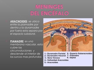    ARACNOIDES: se ubica
    entre la piamadre por
    dentro y la duramadre
    por fuera esta separa por
    el espacio subdural.

   PIAMADRE: es una
    membrana vascular, esta
    cubre las
    circunvoluciones y
    desciende al interior de
    los surcos mas profundos
 