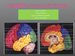 1.    Surco central
      2.   Surco lateral
3.    Surco parietooccipital
   4.    surco calcarino
 