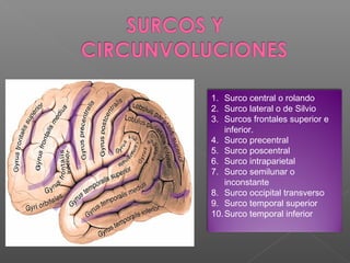 1. Surco central o rolando
2. Surco lateral o de Silvio
3. Surcos frontales superior e
    inferior.
4. Surco precentral
5. Surco poscentral
6. Surco intraparietal
7. Surco semilunar o
    inconstante
8. Surco occipital transverso
9. Surco temporal superior
10. Surco temporal inferior
 