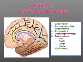 1. Surco cingular
2. Surco parietooccipital
3. Surco calcarino
4. Surco colateral
5. Surco occipitotemporal
6. Cuerpo calloso:
    • Pico
    • Rodilla
    • Cuerpo
    • Rodete
7. Surco calloso
 