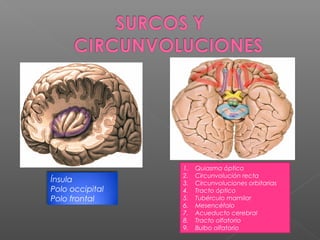 1.   Quiasma óptico
                 2.   Circunvolución recta
Ínsula           3.   Circunvoluciones orbitarias
Polo occipital   4.   Tracto óptico
Polo frontal     5.   Tubérculo mamilar
                 6.   Mesencéfalo
                 7.   Acueducto cerebral
                 8.   Tracto olfatorio
                 9.   Bulbo olfatorio
 