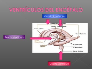 Ventrículo laterales




Tercer ventrículo




                         Cuarto ventrículo
 