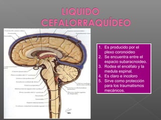1. Es producido por el
   plexo coronoideo
2. Se encuentra entre el
   espacio subaracnoideo.
3. Rodea el encéfalo y la
   medula espinal.
4. Es claro e incoloro
5. Sirve como protección
   para los traumatismos
   mecánicos.
 
