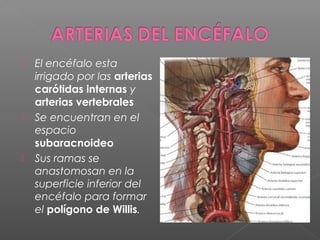    El encéfalo esta
    irrigado por las arterias
    carótidas internas y
    arterias vertebrales
   Se encuentran en el
    espacio
    subaracnoideo
   Sus ramas se
    anastomosan en la
    superficie inferior del
    encéfalo para formar
    el polígono de Willis.
 