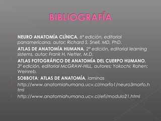    NEURO ANATOMÍA CLÍNICA, 6ª edición, editorial
    panamericana, autor; Richard S. Snell, MD, PhD.
   ATLAS DE ANATOMÍA HUMANA, 2ª edición, editorial learning
    sistems, autor; Frank H, Netter, M.D.
   ATLAS FOTOGRÁFICO DE ANATOMÍA DEL CUERPO HUMANO,
    3ª edición, editorial McGRAW-HILL, autores; Yokochi; Rohen;
    Weinreb.
   SOBBOTA: ATLAS DE ANATOMÍA, laminas
   http://www.anatomiahumana.ucv.cl/morfo1/neuro3morfo.h
    tml
   http://www.anatomiahumana.ucv.cl/efi/modulo21.html
 