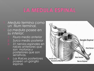  Medula termina como
  un filum terminal.
 La medula posee en
  su interior:
    1.   Fisura media anterior
    2.   Surco medio posterior
    3.   31 nervios espinales en
         raíces anteriores que
         son motoras y
         posteriores que son
         sensitivas.
    4.   Las Raíces posteriores
         poseen un ganglio
         espinal.
 