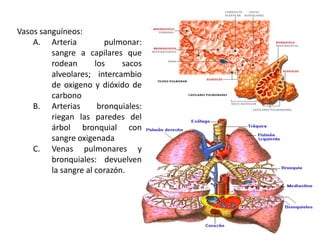 Vasos sanguíneos:
    A. Arteria           pulmonar:
         sangre a capilares que
         rodean       los    sacos
         alveolares; intercambio
         de oxigeno y dióxido de
         carbono
    B. Arterias        bronquiales:
         riegan las paredes del
         árbol bronquial con
         sangre oxigenada
    C. Venas pulmonares y
         bronquiales: devuelven
         la sangre al corazón.
 
