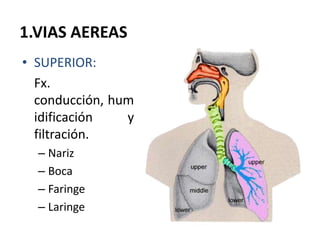 1.VIAS AEREAS
• SUPERIOR:
  Fx.
  conducción, hum
  idificación   y
  filtración.
  – Nariz
  – Boca
  – Faringe
  – Laringe
 