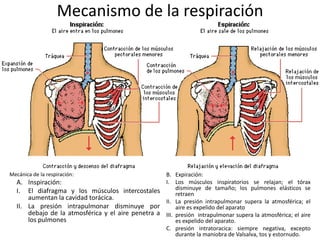 Mecanismo de la respiración




Mecánica de la respiración:                        B. Expiración:
  A. Inspiración:                                  I. Los músculos inspiratorios se relajan; el tórax
  I. El diafragma y los músculos intercostales          disminuye de tamaño; los pulmones elásticos se
                                                        retraen
      aumentan la cavidad torácica.
                                                   II. La presión intrapulmonar supera la atmosférica; el
  II. La presión intrapulmonar disminuye por            aire es expelido del aparato
      debajo de la atmosférica y el aire penetra a III. presión intrapulmonar supera la atmosférica; el aire
      los pulmones                                      es expelido del aparato.
                                                   C. presión intratoracica: siempre negativa, excepto
                                                        durante la maniobra de Valsalva, tos y estornudo.
 