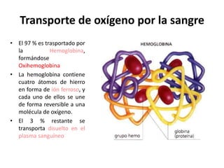 Transporte de oxígeno por la sangre
• El 97 % es trasportado por
  la           Hemoglobina,
  formándose
  Oxihemoglobina
• La hemoglobina contiene
  cuatro átomos de hierro
  en forma de ión ferroso, y
  cada uno de ellos se une
  de forma reversible a una
  molécula de oxígeno.
• El 3 % restante se
  transporta disuelto en el
  plasma sanguíneo
 
