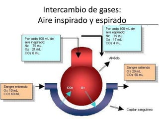 Intercambio de gases:
Aire inspirado y espirado
 