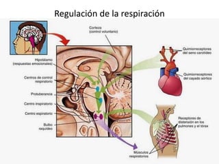 Regulación de la respiración
 