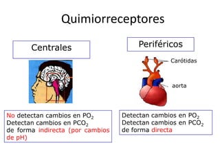 Quimiorreceptores

       Centrales                      Periféricos
                                                Carótidas



                                                aorta




No detectan cambios en PO2        Detectan cambios en PO2
Detectan cambios en PCO2          Detectan cambios en PCO2
de forma indirecta (por cambios   de forma directa
de pH)
 