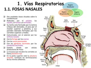1. Vías Respiratorias                          Región
                                                     Vestibular
1.1. FOSAS NASALES                            Región           Región
                                            Respiratoria      olfatoria
 Dos cavidades óseas situadas sobre la
  cavidad bucal.
 Rodeadas por el paladar, los
  nasales, el frontal y el etmoides.
 Su techo esta formado por la lamina
  cribosa del etmoides, el piso por el
  maxilar superior y palatino, y sus
  paredes laterales formadas por los
  cornetes superior y medio.
 Comunicadas con el exterior por los
  orificios nasales
 Con la faringe por las coanas
 Con los senos paranasales
 Con las glándulas lacrimales por los
  conductos lacrimales
 Epitelio     ciliado     con   células
  productoras de moco
 La mucosa que recubre los cornetes se
  llama pituitaria roja
 En la parte superior está la pituitaria
  amarilla. Contiene las terminaciones
  de los nervios olfatorios
 