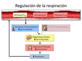 Regulación de la respiración
 