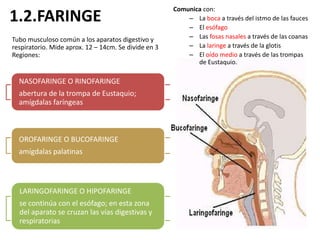 Comunica con:
1.2.FARINGE                                               – La boca a través del istmo de las fauces
                                                          – El esófago
Tubo musculoso común a los aparatos digestivo y           – Las fosas nasales a través de las coanas
respiratorio. Mide aprox. 12 – 14cm. Se divide en 3       – La laringe a través de la glotis
Regiones:                                                 – El oído medio a través de las trompas
                                                             de Eustaquio.

  NASOFARINGE O RINOFARINGE
  abertura de la trompa de Eustaquio;
  amígdalas faríngeas



  OROFARINGE O BUCOFARINGE
  amígdalas palatinas



  LARINGOFARINGE O HIPOFARINGE
  se continúa con el esófago; en esta zona
  del aparato se cruzan las vías digestivas y
  respiratorias
 