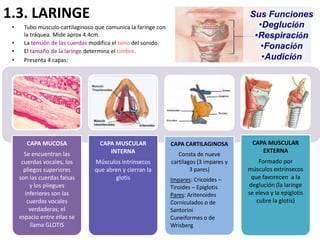 1.3. LARINGE                                                                             Sus Funciones
 •    Tubo musculo-cartilaginoso que comunica la faringe con                               •Deglución
      la tráquea. Mide aprox 4.4cm.                                                       •Respiración
 •    La tensión de las cuerdas modifica el tono del sonido.
 •    El tamaño de la laringe determina el timbre.
                                                                                            •Fonación
 •    Presenta 4 capas:                                                                     •Audición




        CAPA MUCOSA               CAPA MUSCULAR                CAPA CARTILAGINOSA         CAPA MUSCULAR
                                     INTERNA                                                 EXTERNA
       Se encuentran las                                          Consta de nueve
      cuerdas vocales, los      Músculos intrínsecos           cartílagos (3 impares y       Formado por
       pliegos superiores       que abren y cierran la                 3 pares)          músculos extrínsecos
     son las cuerdas falsas            glotis                  Impares: Cricoides –       que favorecen a la
          y los pliegues                                       Tiroides – Epiglotis      deglución (la laringe
       inferiores son las                                      Pares: Aritenoides        se eleva y la epiglotis
        cuerdas vocales                                        Corniculados o de            cubre la glotis)
         verdaderas; el                                        Santorini
     espacio entre ellas se                                    Cuneiformes o de
          llama GLOTIS                                         Wrisberg
 