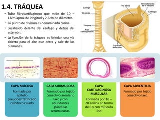 1.4. TRÁQUEA
• Tubo fibrocartilaginoso que mide de 10 –
  12cm aprox.de longitud y 2.5cm de diámetro.
• Su punto de división es denominado carina.
• Localizado delante del esófago y detrás del
  esternón.
• La función de la tráquea es brindar una vía
  abierta para el aire que entra y sale de los
  pulmones.




    CAPA MUCOSA            CAPA SUBMUCOSA             CAPA             CAPA ADVENTICIA
      Formada por          Formado por tejido     CARTILAGINOSA        Formado por tejido
         epitelio          conectivo areolar o      MUSCULAR             conectivo laxo.
  pseudoestratificado           laxo y con        Formada por 16 –
    cilíndrico ciliado         abundantes        20 anillos en forma
                                glándulas        de C y con músculo
                              seromucosas.               liso
 