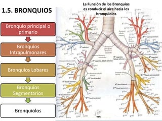La Función de los Bronquios
                        es conducir el aire hacia los
1.5. BRONQUIOS                  bronquiolos


 Bronquio principal o
      primario

      Bronquios
  Intrapulmonares


 Bronquios Lobares


      Bronquios
    Segmentarios


     Bronquiolos
 