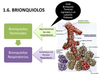 Cada
                                    Bronquiolo
                                     Terminal
1.6. BRIONQUIOLOS                 ingresara a un
                                     Lobulillo
                                     Pulmonar




  Bronquiolos    Aquí terminan
                     las vías
  Terminales      respiratorias




 Bronquiolos     Pertenece a la
                    Porción
 Respiratorios    Respiratoria
 