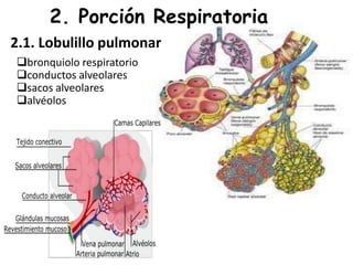 2. Porción Respiratoria
2.1. Lobulillo pulmonar
bronquiolo respiratorio
conductos alveolares
sacos alveolares
alvéolos
 