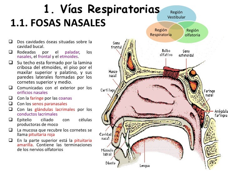 aparato respiratorio aparato respiratorio