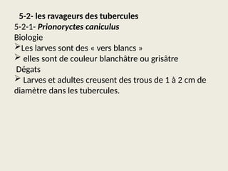 Tubercules Racine's Ravageurs des racines et Tubercules.pptx