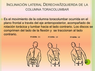 INCLINACIÓN LATERAL DERECHA/IZQUIERDA DE LA
COLUMNA TORACOLUMBAR
 Es el movimiento de la columna toracolumbar ocurrida en el
plano frontal a través del eje anteroposterior, acompañado de
rotación torácica y lumbar hacia el lado contrario. Los discos se
comprimen del lado de la flexión y se traccionan al lado
contrario.
 