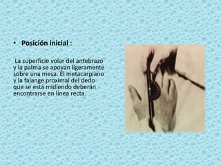• Posición inicial :
La superficie volar del antebrazo
y la palma se apoyan ligeramente
sobre una mesa. El metacarpiano
y la falange proximal del dedo
que se está midiendo deberán
encontrarse en línea recta.
 