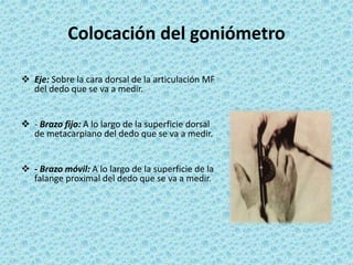 Colocación del goniómetro
 Eje: Sobre la cara dorsal de la articulación MF
del dedo que se va a medir.
 - Brazo fijo: A lo largo de la superficie dorsal
de metacarpiano del dedo que se va a medir.
 - Brazo móvil: A lo largo de la superficie de la
falange proximal del dedo que se va a medir.
 