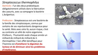 Streptococcus thermophilus
Domicile : l’un des deux probiotiques
obligatoirement utilisés dans la fabrication
des yaourts, avec sa compagne la bactérie
L.bulgaricus.
Profession : Streptococcus est une bactérie de
la famille des streptocoques, connus par
certains de ses représentants dangereux pour
la santé. Mais avec celui là, aucun risque, c’est
au contraire un allié de notre organisme.
D’ailleurs, l’humanité avale chaque année un
milliard de milliard de milliard de S.
thermophilus ! Son effet bénéfique pour
l’homme est d’améliorer la digestion du
lactose et de diminuer ainsi les problèmes
d’intolérance.
 