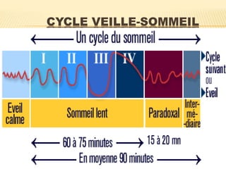 CYCLE VEILLE-SOMMEIL
 