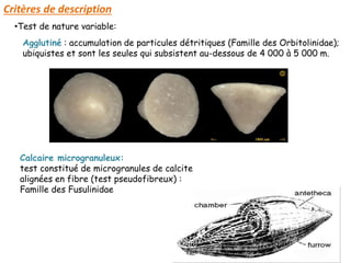 Critères de description
•Test de nature variable:
Agglutiné : accumulation de particules détritiques (Famille des Orbitolinidae);
ubiquistes et sont les seules qui subsistent au-dessous de 4 000 à 5 000 m.
Calcaire microgranuleux:
test constitué de microgranules de calcite
alignées en fibre (test pseudofibreux) :
Famille des Fusulinidae
 