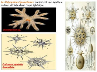 Les Polycystines Spumellaires présentent une symétrie
radiale, dérivée d’une coque sphérique.
Diacanastrum sp.
Croissance squelette
Spumellaire
 
