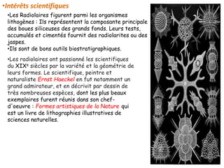 •Intérêts scientifiques
•Les Radiolaires figurent parmi les organismes
lithogènes : Ils représentent la composante principale
des boues siliceuses des grands fonds. Leurs tests,
accumulés et cimentés fournit des radiolarites ou des
jaspes.
•Ils sont de bons outils biostratigraphiques.
•Les radiolaires ont passionné les scientifiques
du XIXe siècles par la variété et la géométrie de
leurs formes. Le scientifique, peintre et
naturaliste Ernst Haeckel en fut notamment un
grand admirateur, et en décrivit par dessin de
très nombreuses espèces, dont les plus beaux
exemplaires furent réunis dans son chef-
d'oeuvre : Formes artistiques de la Nature qui
est un livre de lithographies illustratives de
sciences naturelles.
 
