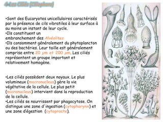 •Sont des Eucaryotes unicellulaires caractérisés
par la présence de cils vibratiles à leur surface à
au moins un instant de leur cycle.
•Ils constituent un
embranchement des Alvéolites
•Ils consomment généralement du phytoplancton
ou des bactéries. Leur taille est généralement
comprise entre 20 µm et 200 µm. Les ciliés
représentent un groupe important et
relativement homogène.
•Les ciliés possèdent deux noyaux. Le plus
volumineux (macronucleus) gère la vie
végétative de la cellule. Le plus petit
(micronucleus) intervient dans la reproduction
de la cellule.
•Les ciliés se nourrissent par phagocytose. On
distingue une zone d'ingestion (cytopharynx) et
une zone d‘égestion (cytoprocte).
 