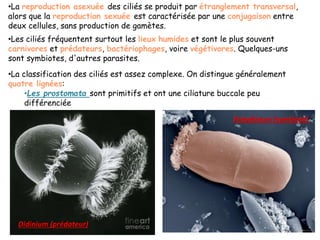 •La reproduction asexuée des ciliés se produit par étranglement transversal,
alors que la reproduction sexuée est caractérisée par une conjugaison entre
deux cellules, sans production de gamètes.
•Les ciliés fréquentent surtout les lieux humides et sont le plus souvent
carnivores et prédateurs, bactériophages, voire végétivores. Quelques-uns
sont symbiotes, d'autres parasites.
•La classification des ciliés est assez complexe. On distingue généralement
quatre lignées:
•Les prostomata sont primitifs et ont une ciliature buccale peu
différenciée
Didinium (prédateur)
Entodinium (symbiote)
 